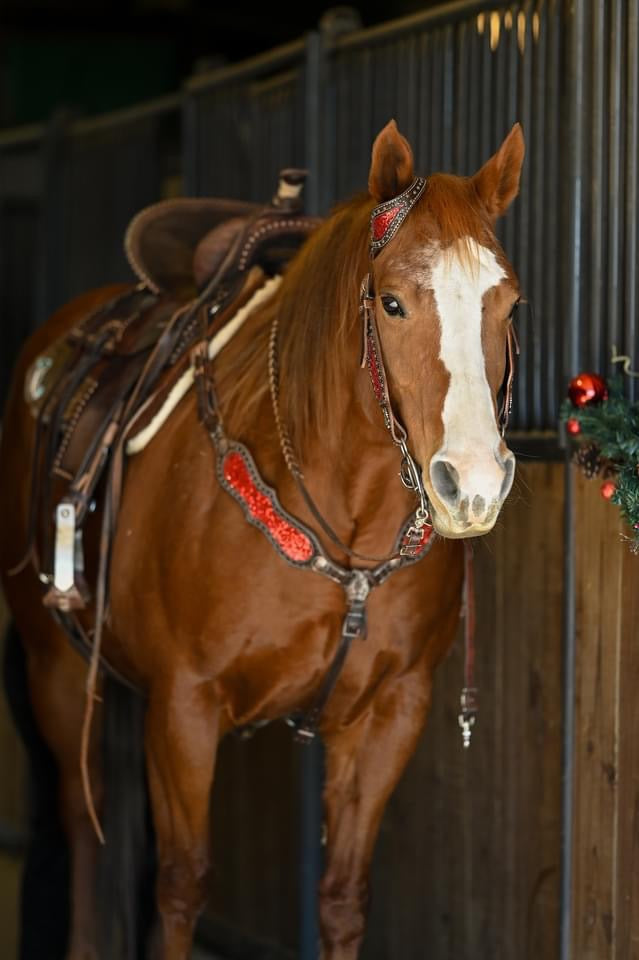 SmarTack Gen 2 "La Reina" Inlays - Headstall (Horse Size)