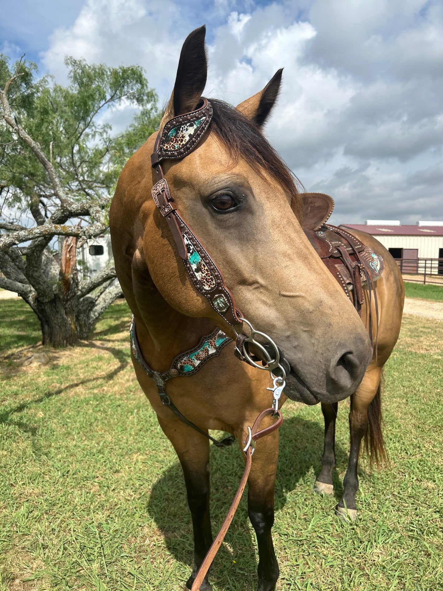 SmarTack Gen 2 "La Reina" Inlays - Headstall (Horse Size)