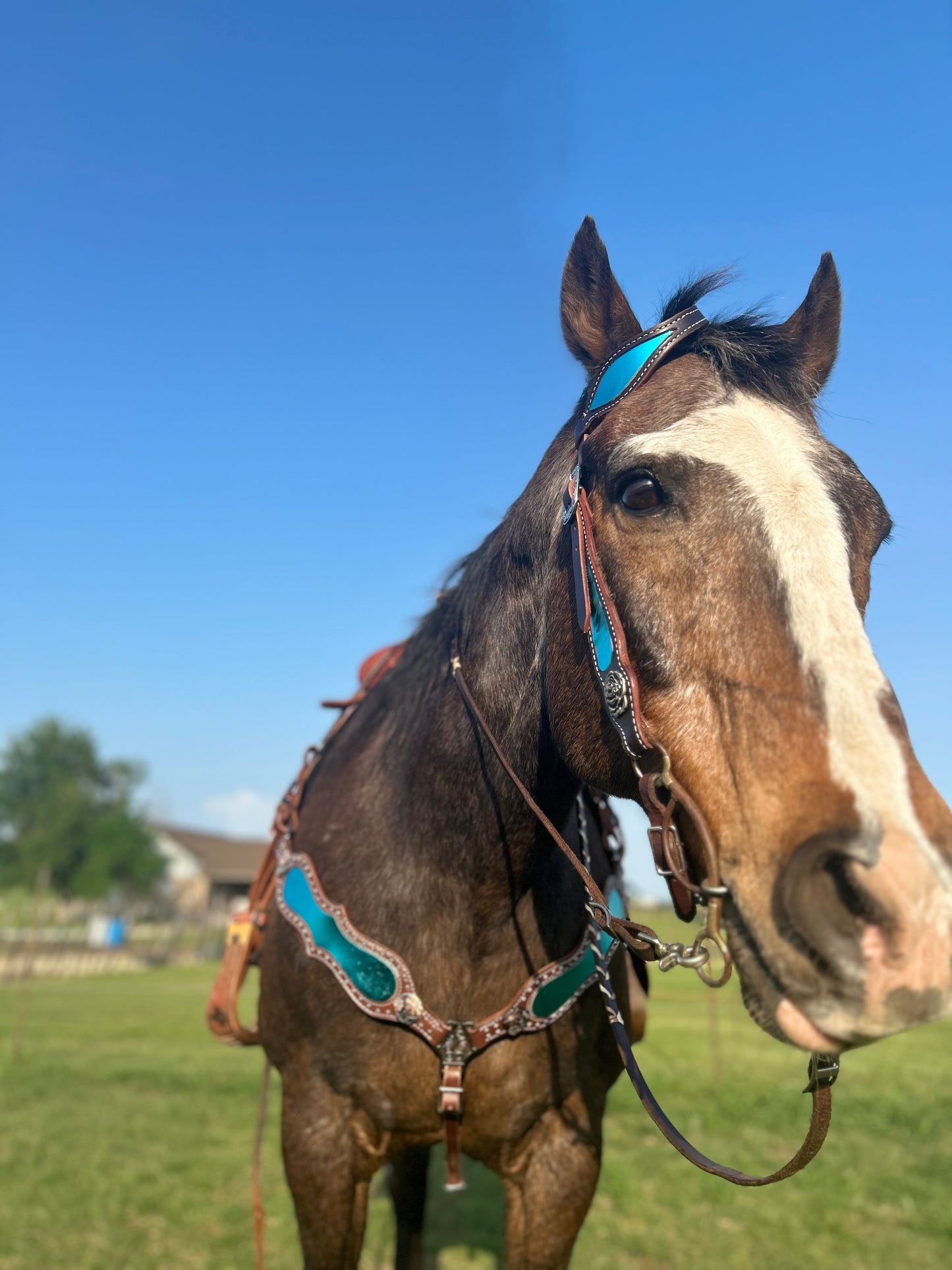 SmarTack Gen 2 "La Reina" Inlays - Headstall (Horse Size)