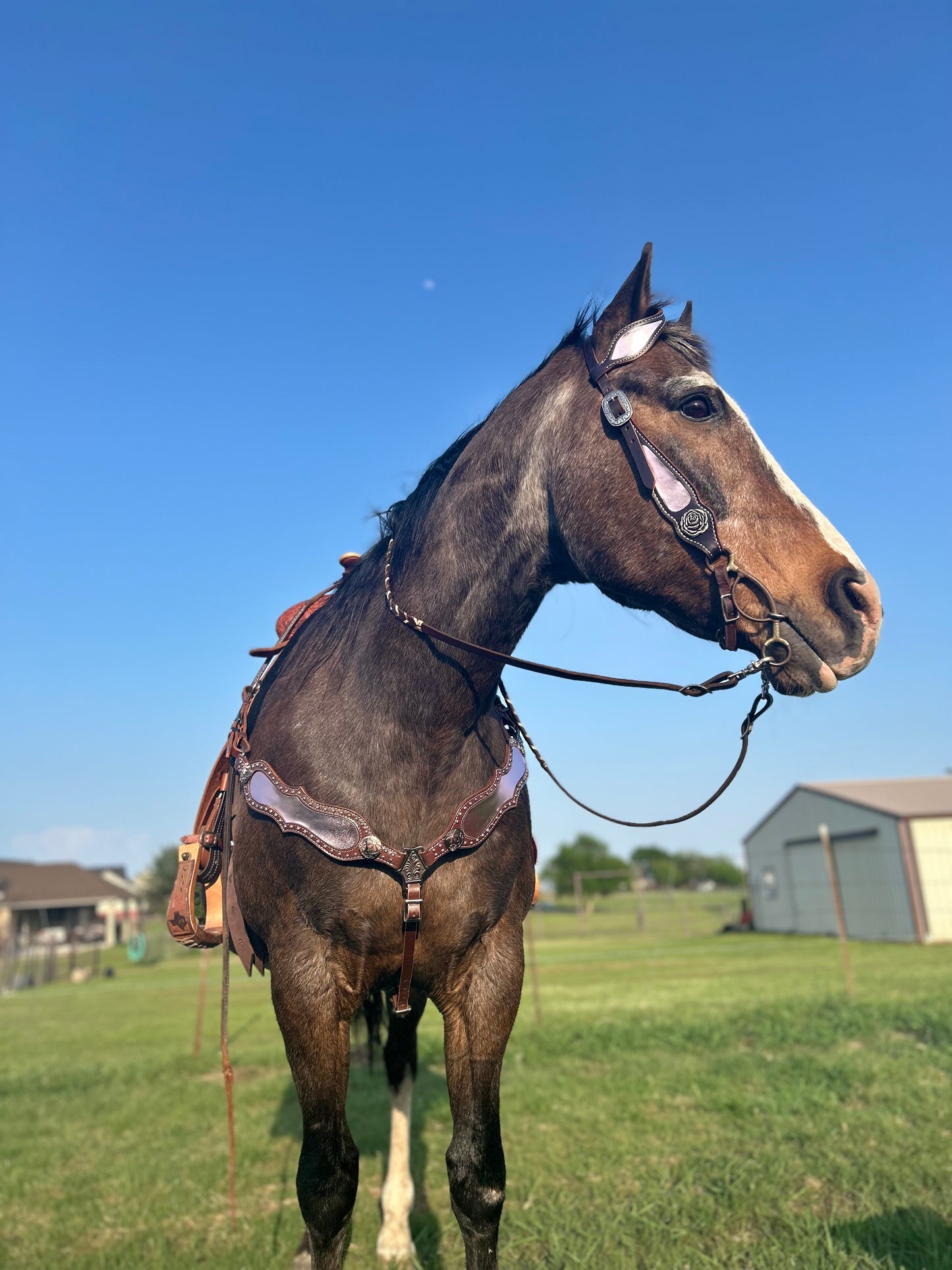 SmarTack Gen 2 "La Reina" Inlays - Headstall (Horse Size)